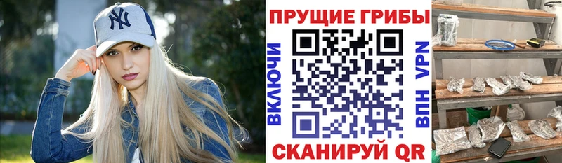 Псилоцибиновые грибы Cubensis  сайты даркнета клад  Тейково 